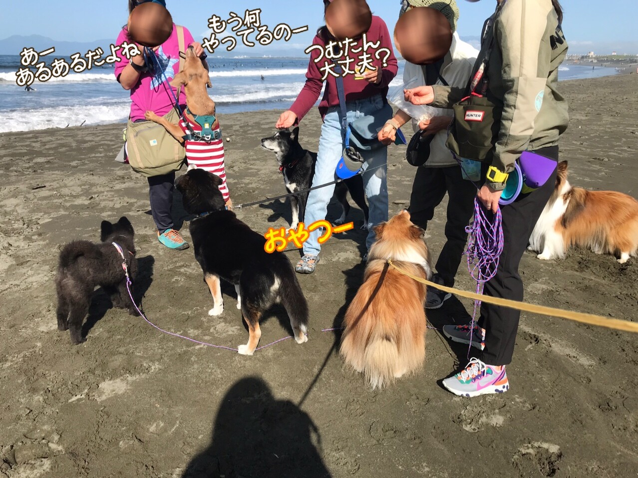 つむたん誤食 犬がｇ誘引駆除剤ブラックキャップを食べてしまったら シェルティ こむっ