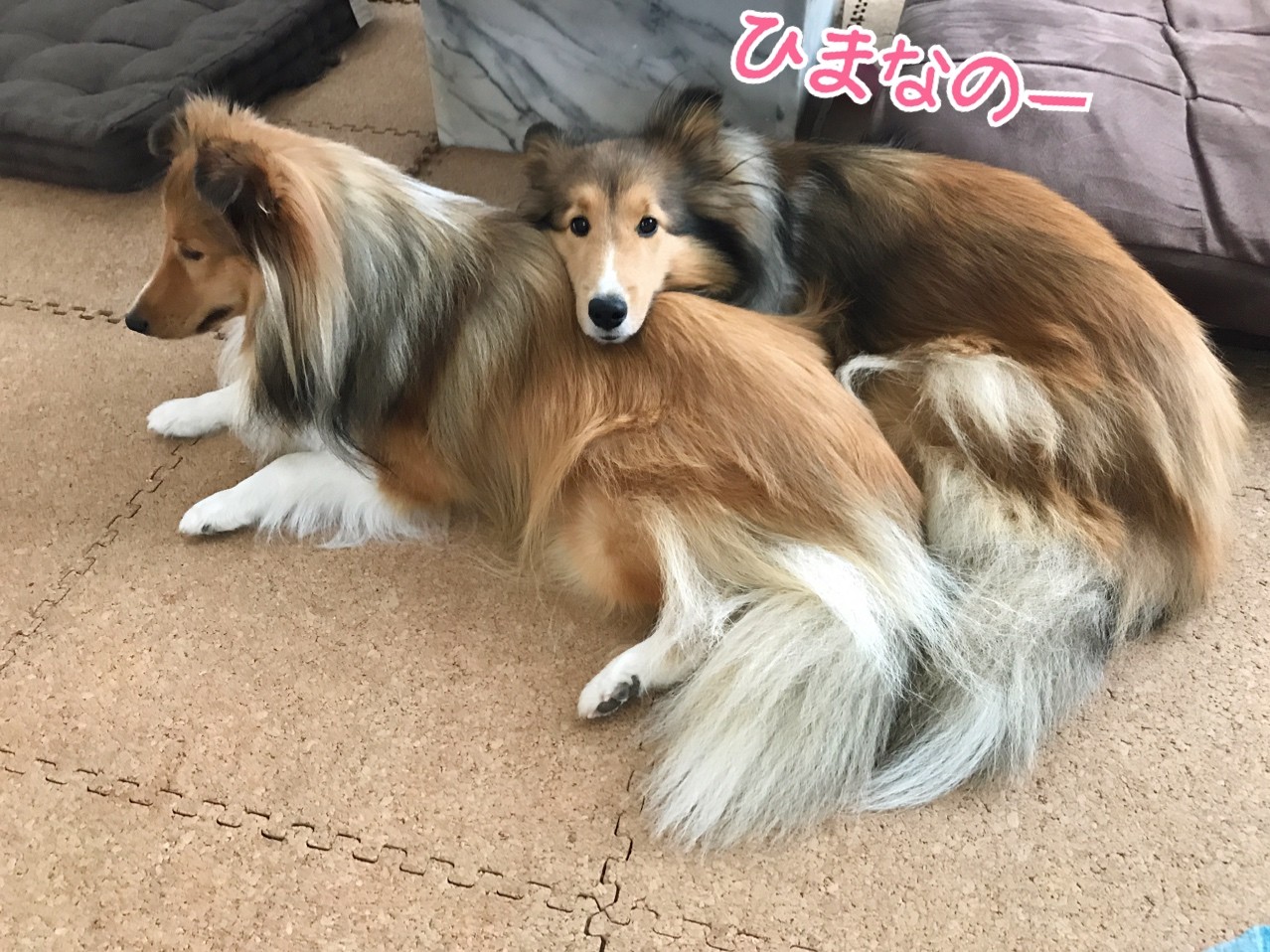 これも湘南あるある物語 季節外れの夜光虫狂想曲 シェルティ こむっ