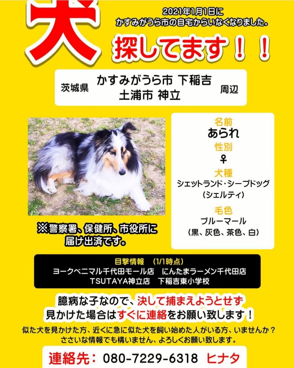 こちらも緊急事態 迷子のあられちゃん シェルティ こむっ