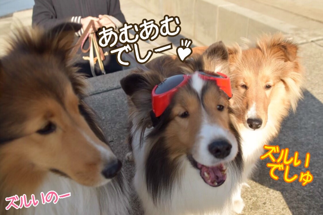 緊急 供血犬募集 東大阪市 シェルティ こむっ