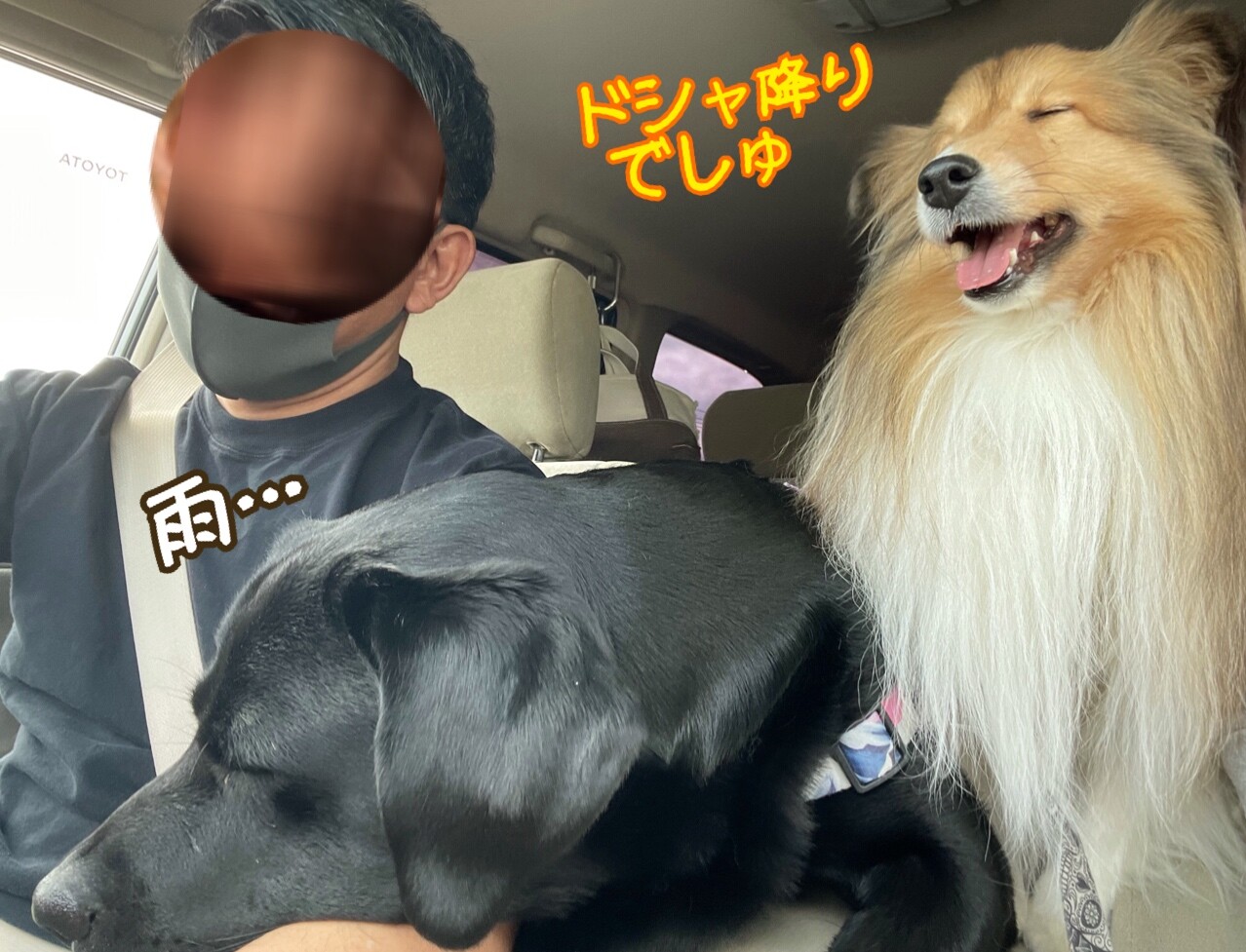こむつむ犬生３回目のキャンプ ワンコフリーの高規格キャンプ場 那須高原クアトロペロス シェルティ こむっ