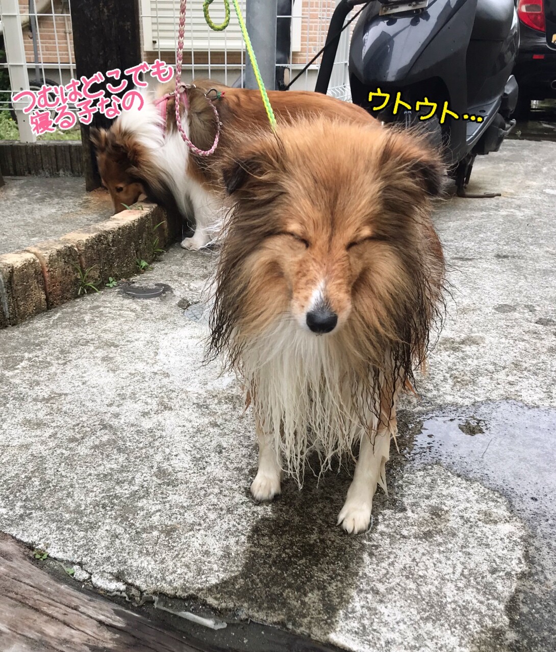昨日と今日のこむつむさん 疲れた犬はいい犬 とは言うけれど シェルティ こむっ