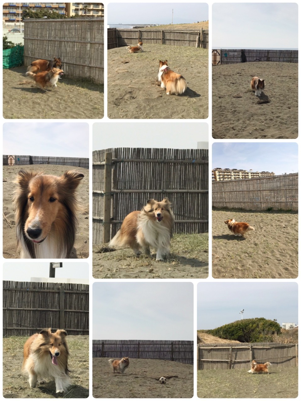 江ノ島イルカ部はホワイトリボンラン２０１９に賛同します シェルティ こむっ