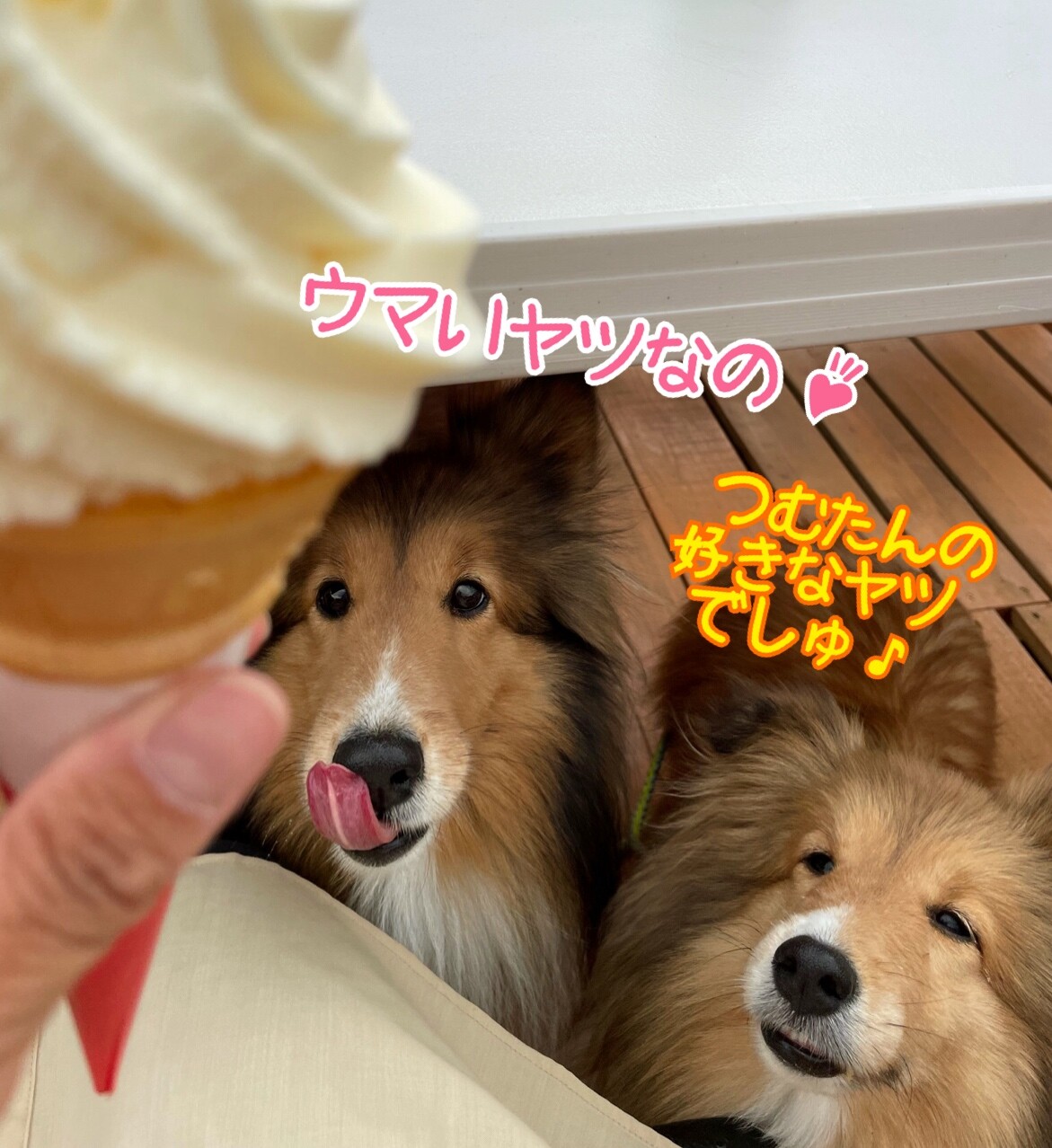 市場 犬用アイス 犬用スイーツ 12本 シャーベット 無添加 フルーツアイス 6つの味 各2本 砂糖不使用 ハウンドカム食堂 スティックアイスキャンディー 犬用おやつ