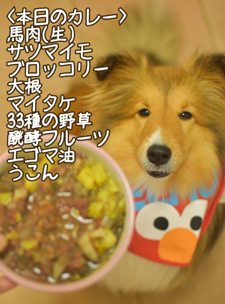 こむつむごはん カレー始めました う 今度はウコンだよ シェルティ こむっ