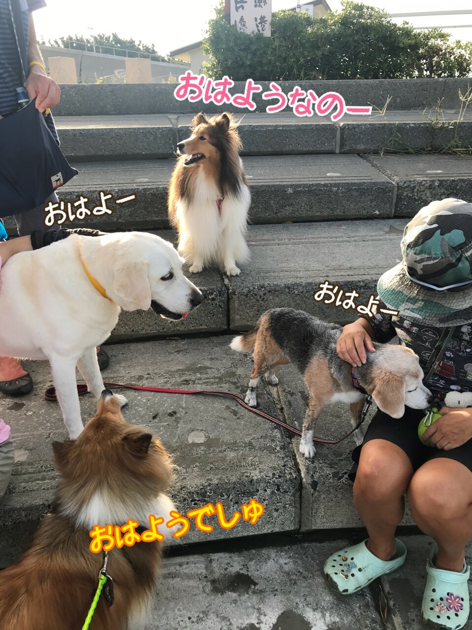 つむたん やっぱり海の生き物 かんちゃんが好き シェルティ こむっ つむたん やっぱり海の生き物 かんちゃんが好き シェルティ こむっ