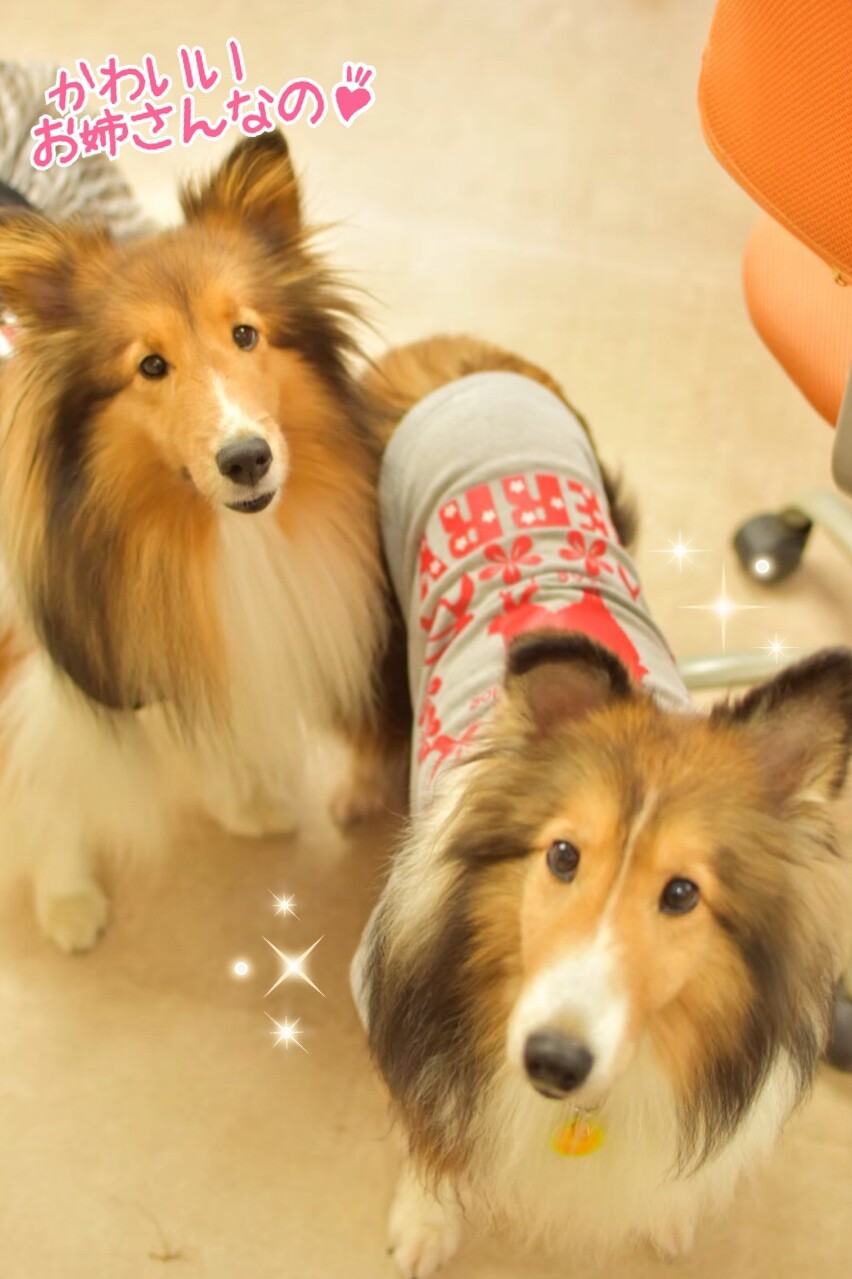 かわいいかわいいberryちゃん お空に昇る シェルティ こむっ