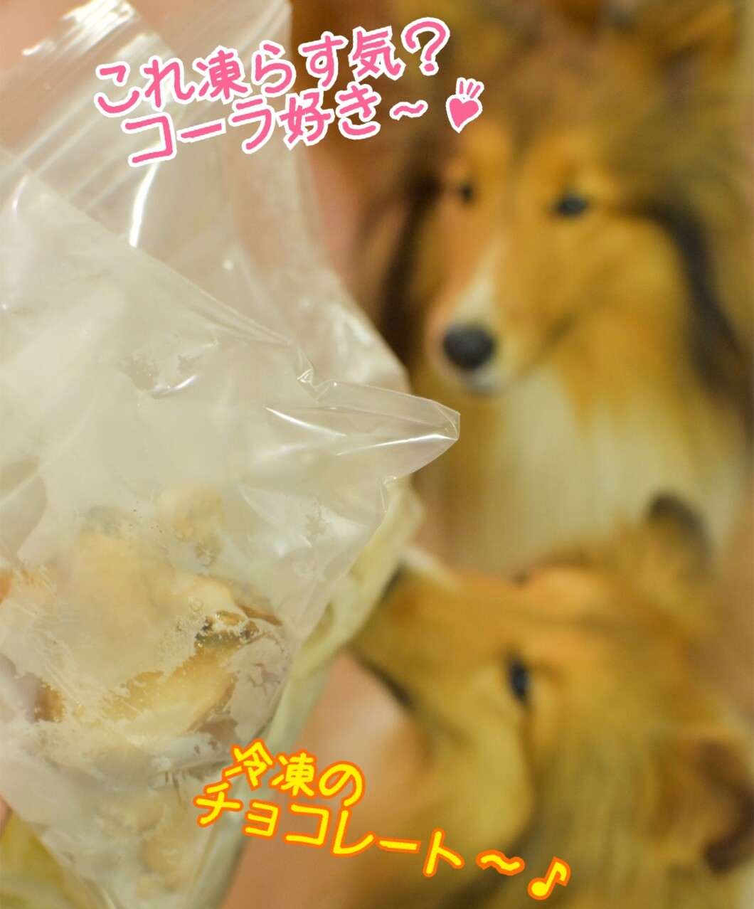 ワンコのコレステロール 中性脂肪を下げる 胆泥 肝炎 膵炎対策の強い味方 こむつむのごはんだよ シェルティ こむっ ワンコのコレステロール 中性脂肪を下げる 胆泥 肝炎 膵炎対策の強い味方 こむつむのごはんだよ シェルティ こむっ