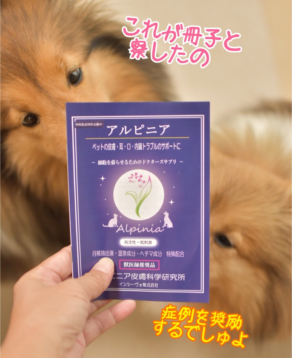 皮膚 耳 お口 内臓トラブルのサポートに 細胞を蘇らせるためのドクターズサプリ アルピニア こむつむ使ってみたよ シェルティ こむっ 皮膚 耳 お口 内臓トラブルのサポートに 細胞を蘇らせるためのドクターズサプリ アルピニア こむつむ使ってみたよ シェルティ こむっ