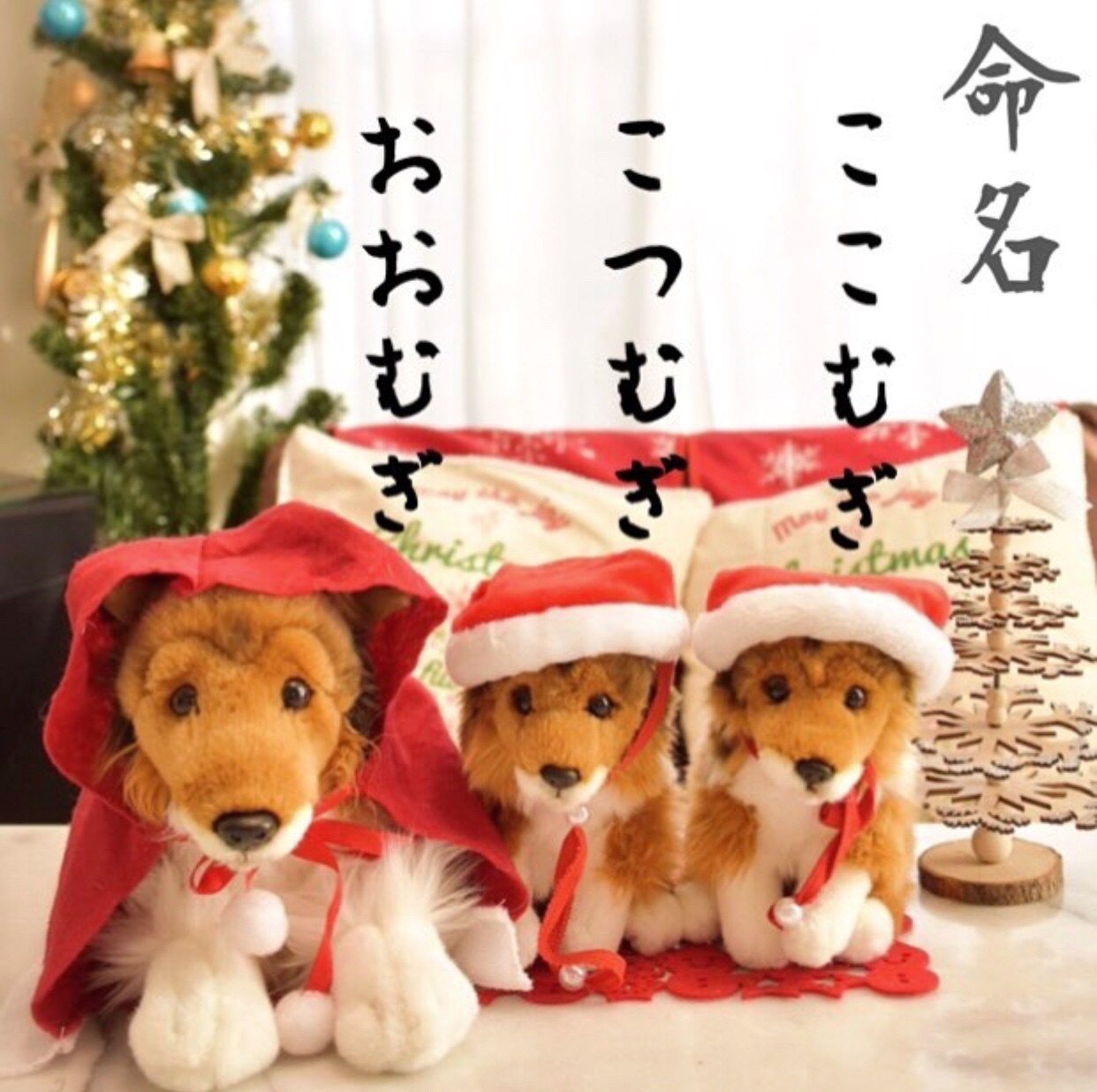 第2回モニター企画 ドキドキの doggy box 12月号が届いたよ おもちゃ編 シェルティ こむっ