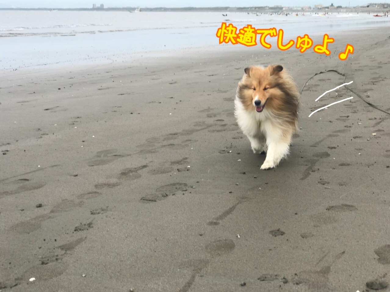 お魚三昧で生ゴミ問題勃発 それを解決するこれぞ知恵袋 シェルティ こむっ