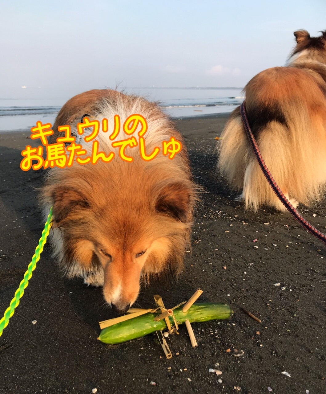 今年も盆か 例の お盆のあとの海岸色々 シェルティ こむっ