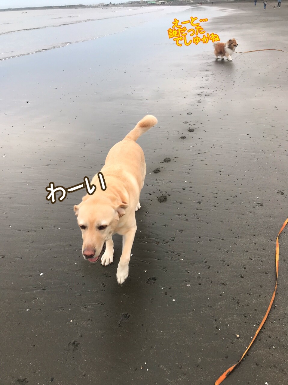 お魚三昧で生ゴミ問題勃発 それを解決するこれぞ知恵袋 シェルティ こむっ