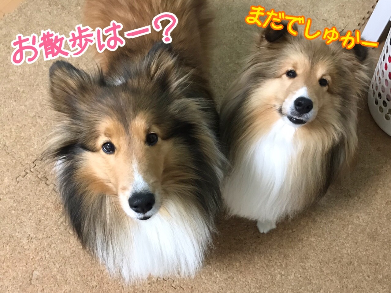 悲報 こむぎ捻挫 あー しまった その足また 犬が突然びっこをしていたら シェルティ こむっ