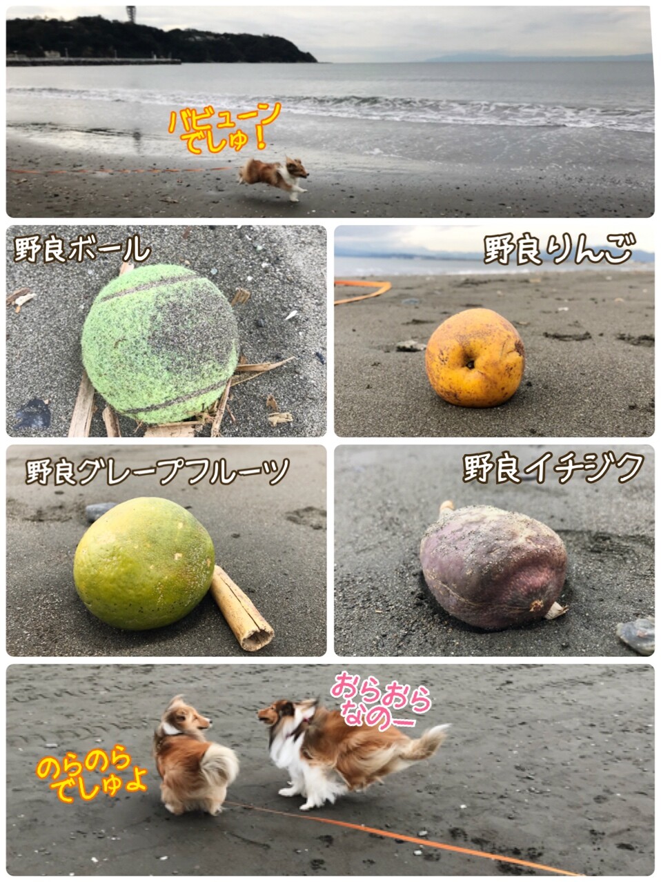 エアボールと はーつむさん いつかボールがエアだと気付くのか シェルティ こむっ