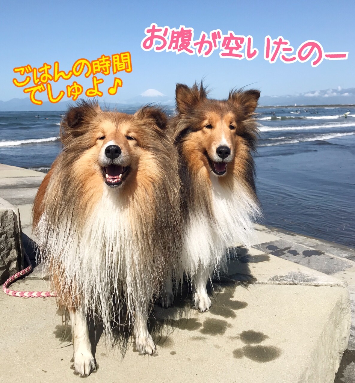 つむたん誤食 犬がｇ誘引駆除剤ブラックキャップを食べてしまったら シェルティ こむっ