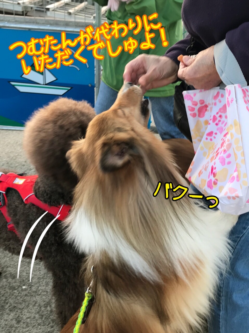 つむたん犬見知りをちょっと克服 お顔はよく拭く シェルティ こむっ つむたん犬見知りをちょっと克服 お顔はよく拭く シェルティ こむっ