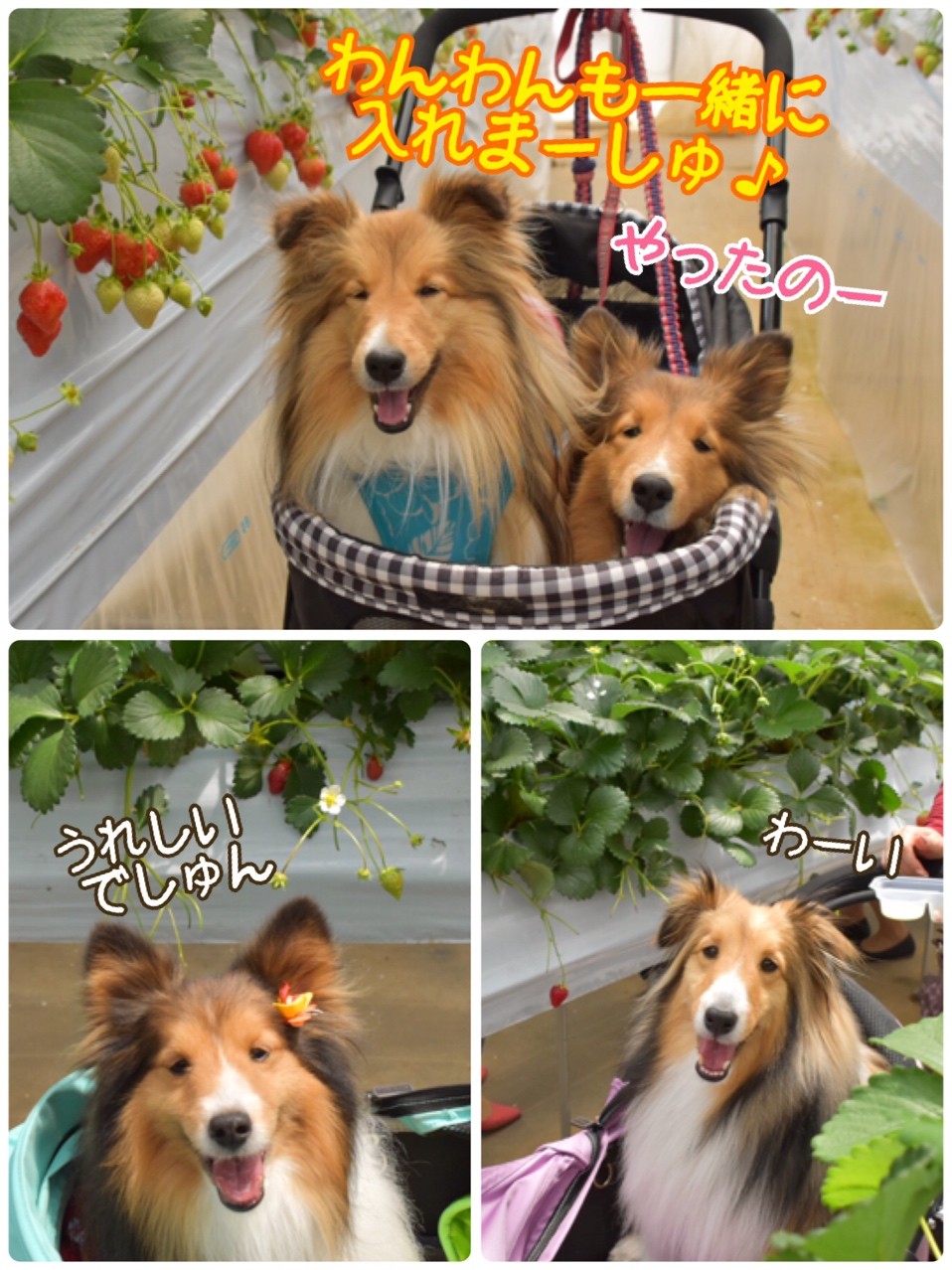 まだ間に合う ワンコとイチゴ狩り 厚木インターすぐそば 内海 うちうみ いちご園 シェルティ こむっ まだ間に合う ワンコとイチゴ狩り 厚木インターすぐそば 内海 うちうみ いちご園 シェルティ こむっ