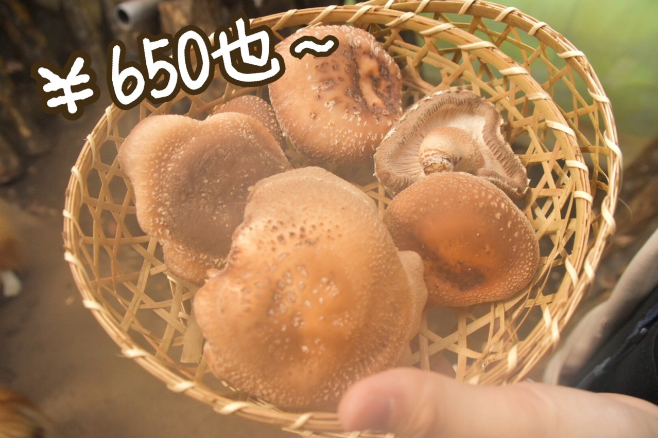 おかめ桜まつり お山のたいしょう 誕生日のお祝いはシイタケでよろしいたけ シェルティ こむっ おかめ桜まつり お山のたいしょう 誕生日のお祝いはシイタケでよろしいたけ シェルティ こむっ