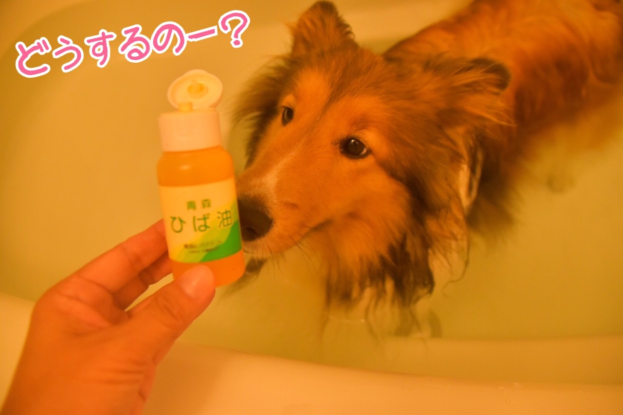 この夏 買って使ってよかったもの ビバ ひば油 プレゼントにもオススメだよ シェルティ こむっ