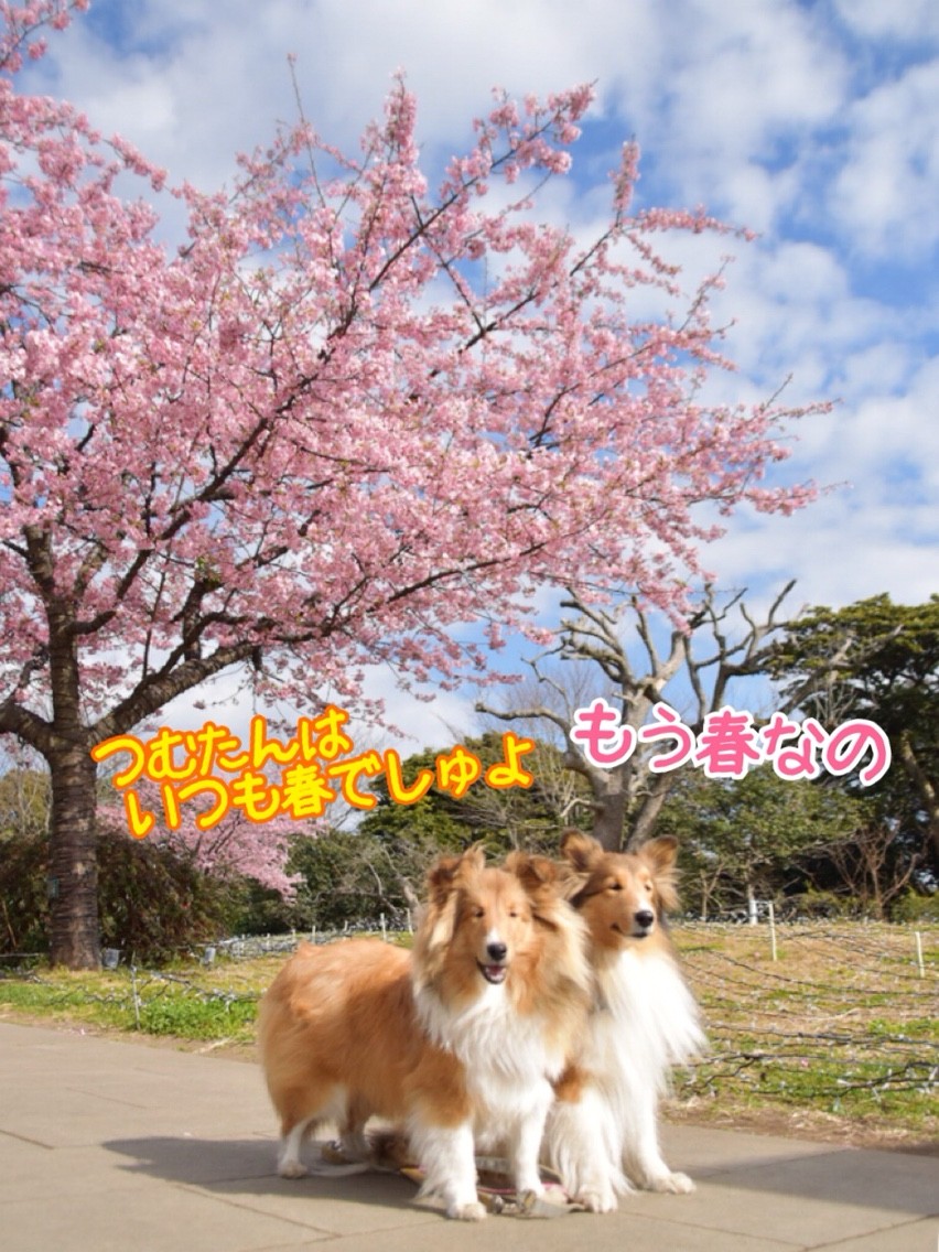 最近買ってよかったもの その1 引っ張り防止ハーネス シェルティ こむっ 最近買ってよかったもの その1 引っ張り防止ハーネス シェルティ こむっ