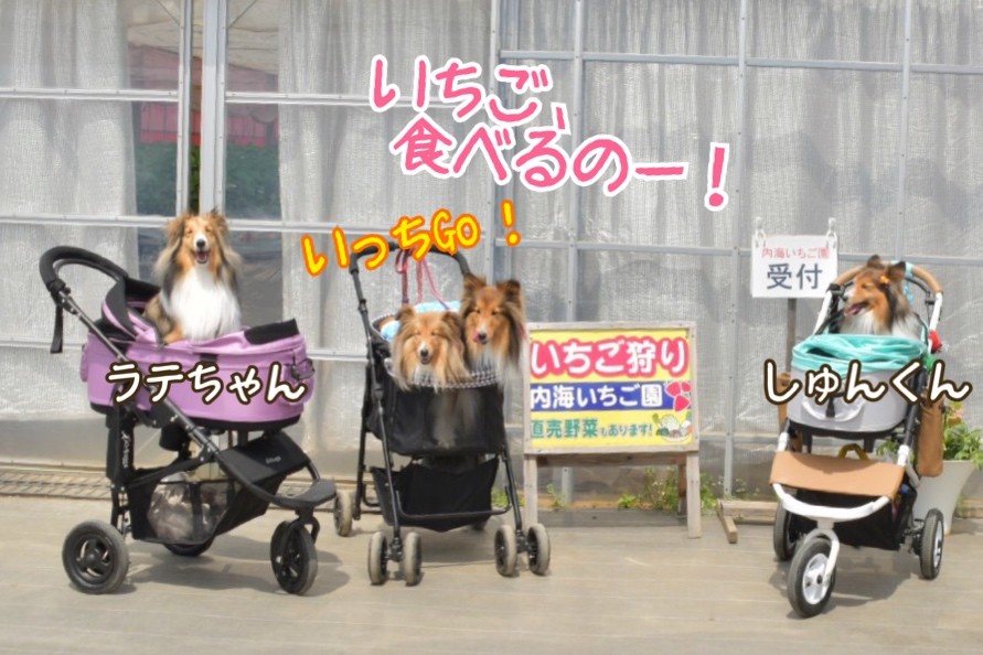 まだ間に合う ワンコとイチゴ狩り 厚木インターすぐそば 内海 うちうみ いちご園 シェルティ こむっ まだ間に合う ワンコとイチゴ狩り 厚木インターすぐそば 内海 うちうみ いちご園 シェルティ こむっ