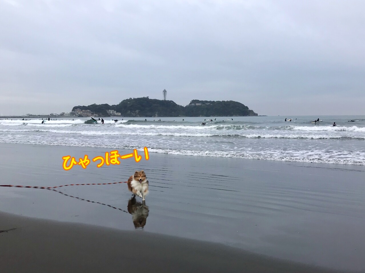 つむたんに海でボール遊びをするお友達が新しくできたんだ シェルティ こむっ つむたんに海でボール遊びをするお友達が新しくできたんだ シェルティ こむっ