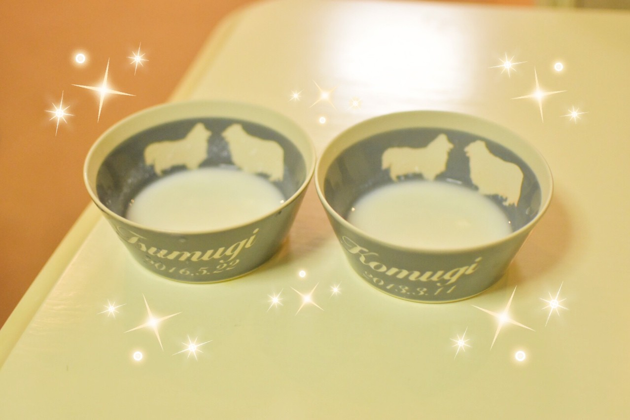 案の定 疲れるとお腹がゆるくなる つむぎさん ヨーグルトで菌活を シェルティ こむっ