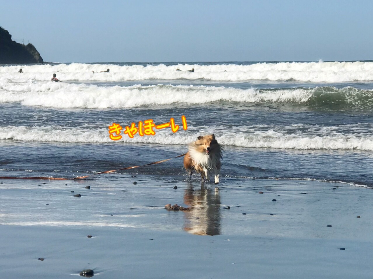 つむたん誤食 犬がｇ誘引駆除剤ブラックキャップを食べてしまったら シェルティ こむっ
