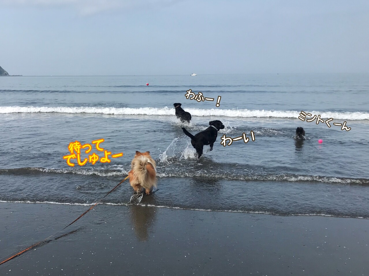 速報 走った こむぎが走ったよ ニュースになったよ シェルティ こむっ