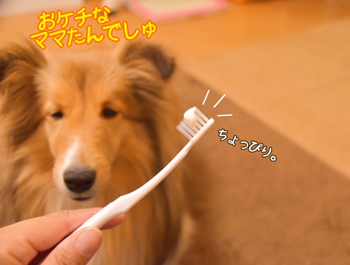 歯ナシにならない話 よく噛まぬかマヌカハニー こむつむの歯磨き事情 シェルティ こむっ 歯ナシにならない話 よく噛まぬかマヌカハニー こむつむの歯磨き事情 シェルティ こむっ