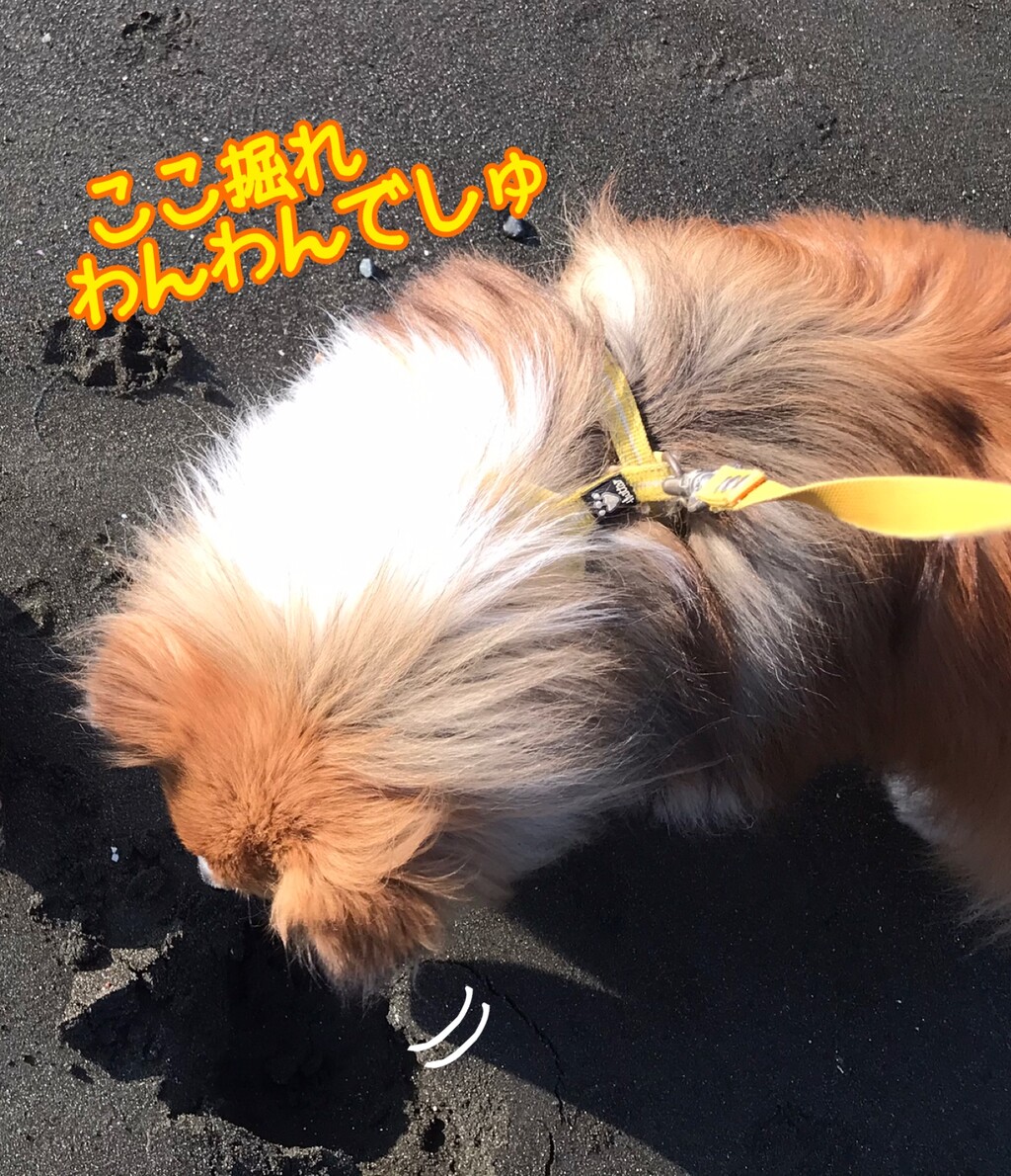 目指せビリオネラ つむたんはお宝発見犬 シェルティ こむっ