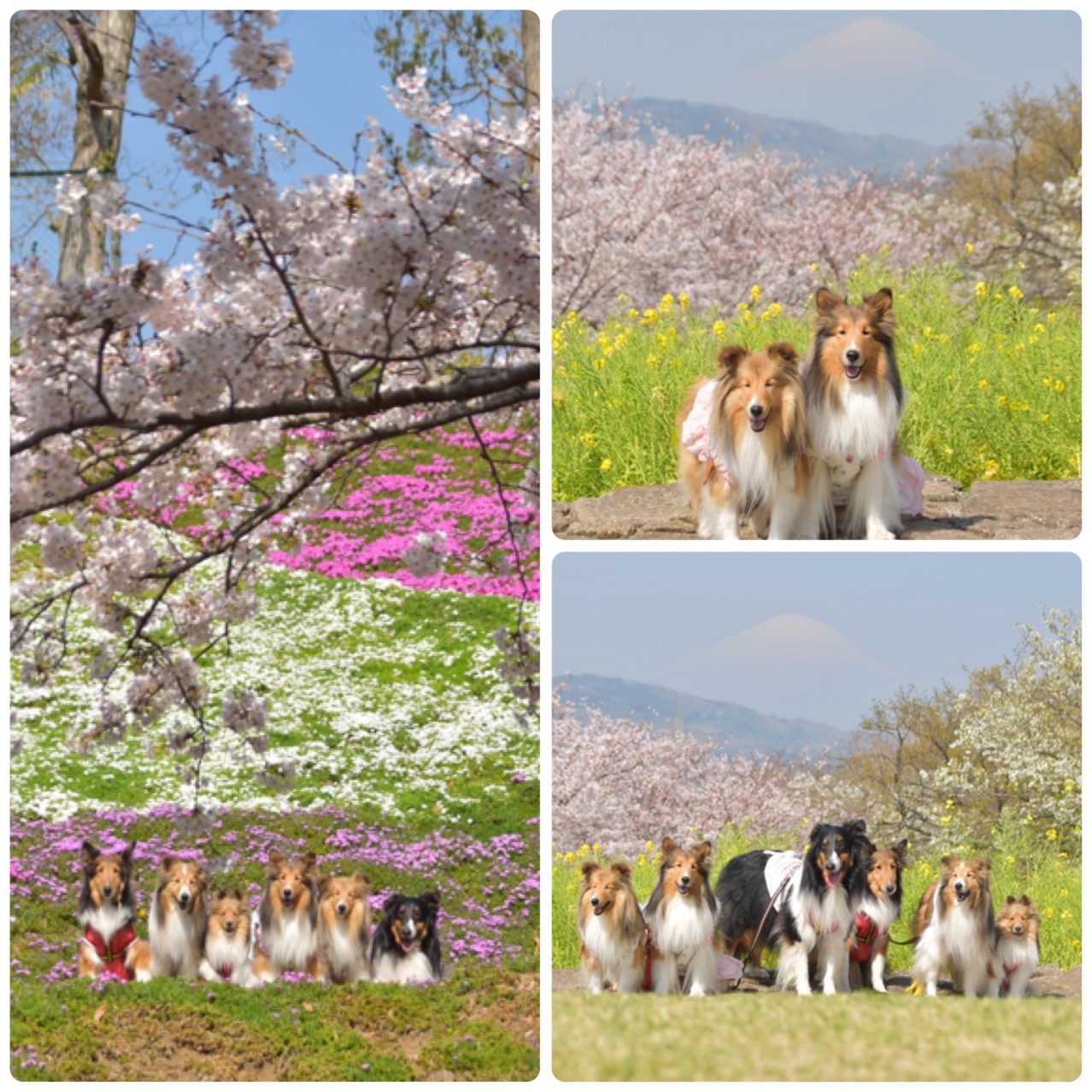 ここは養蜂場がやってるキャンプ場 蜂花苑 こむつむ絶景とハチさんに遭遇する シェルティ こむっ