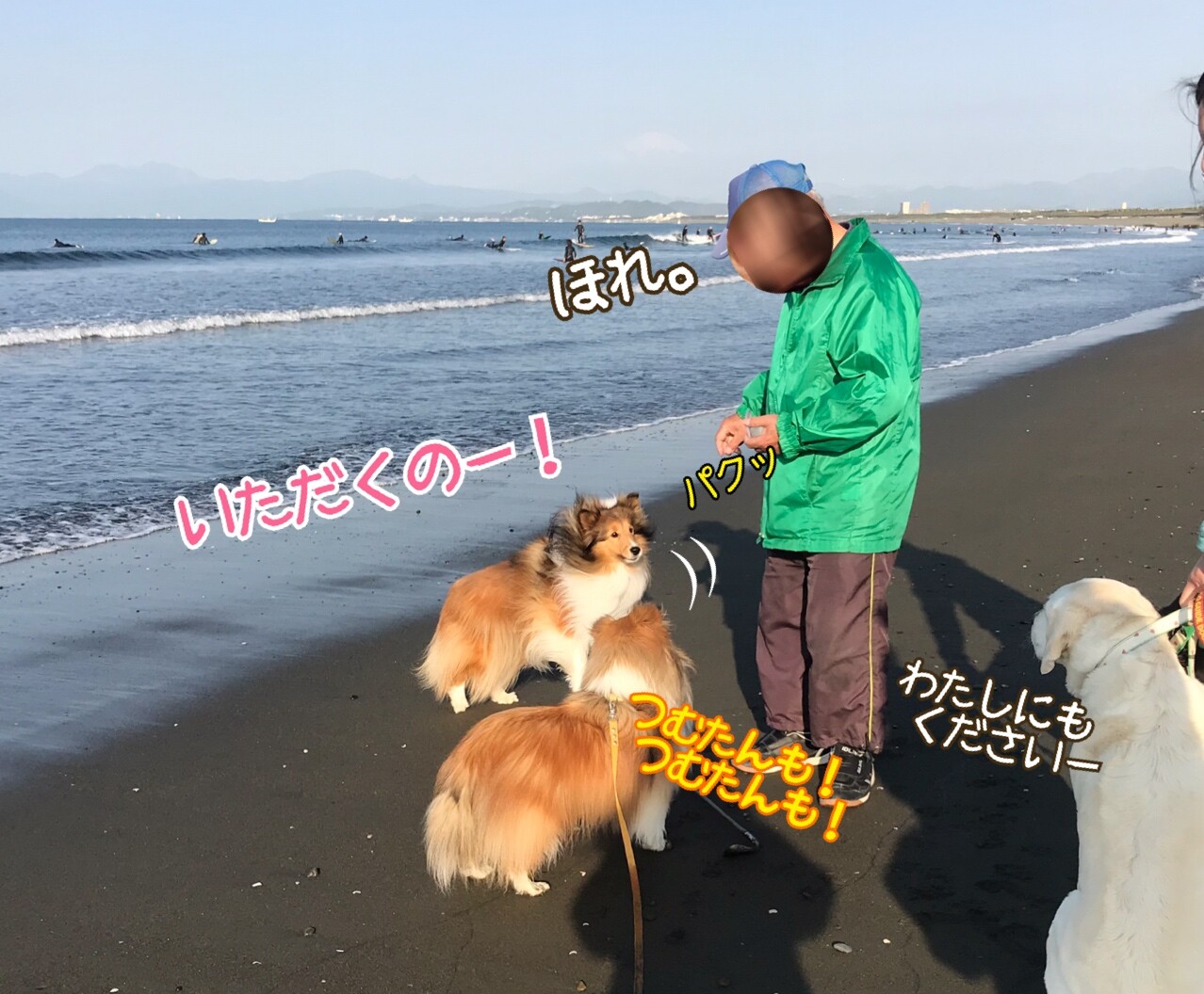 悲報 こむぎ捻挫 あー しまった その足また 犬が突然びっこをしていたら シェルティ こむっ 悲報 こむぎ捻挫 あー しまった その足また 犬が突然びっこをしていたら シェルティ こむっ