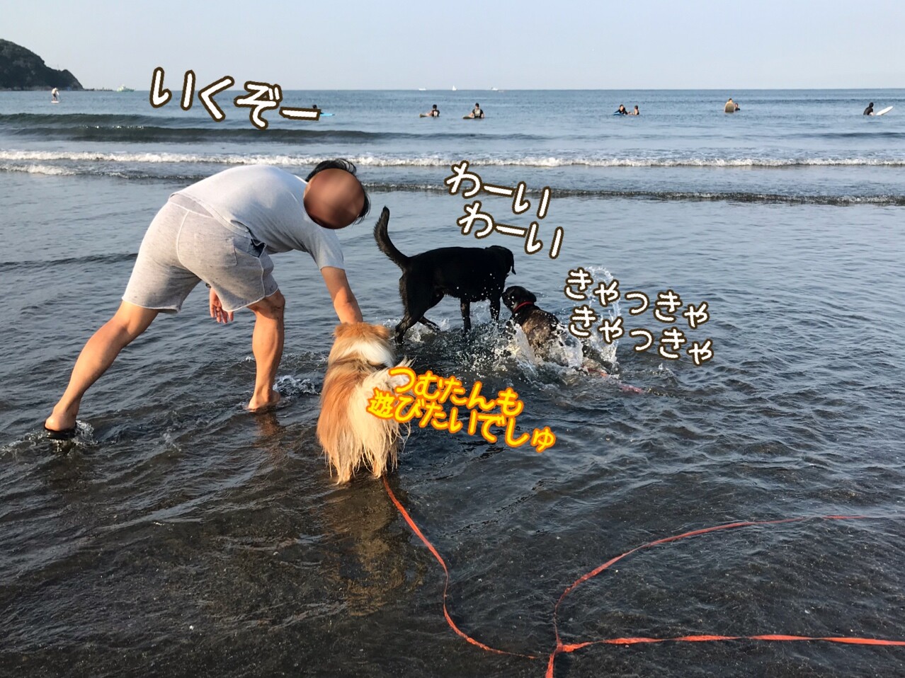 つむたんの犬見知り克服への道 今日もお友達とボールで遊ぶでしゅ シェルティ こむっ つむたんの犬見知り克服への道 今日もお友達とボールで遊ぶでしゅ シェルティ こむっ