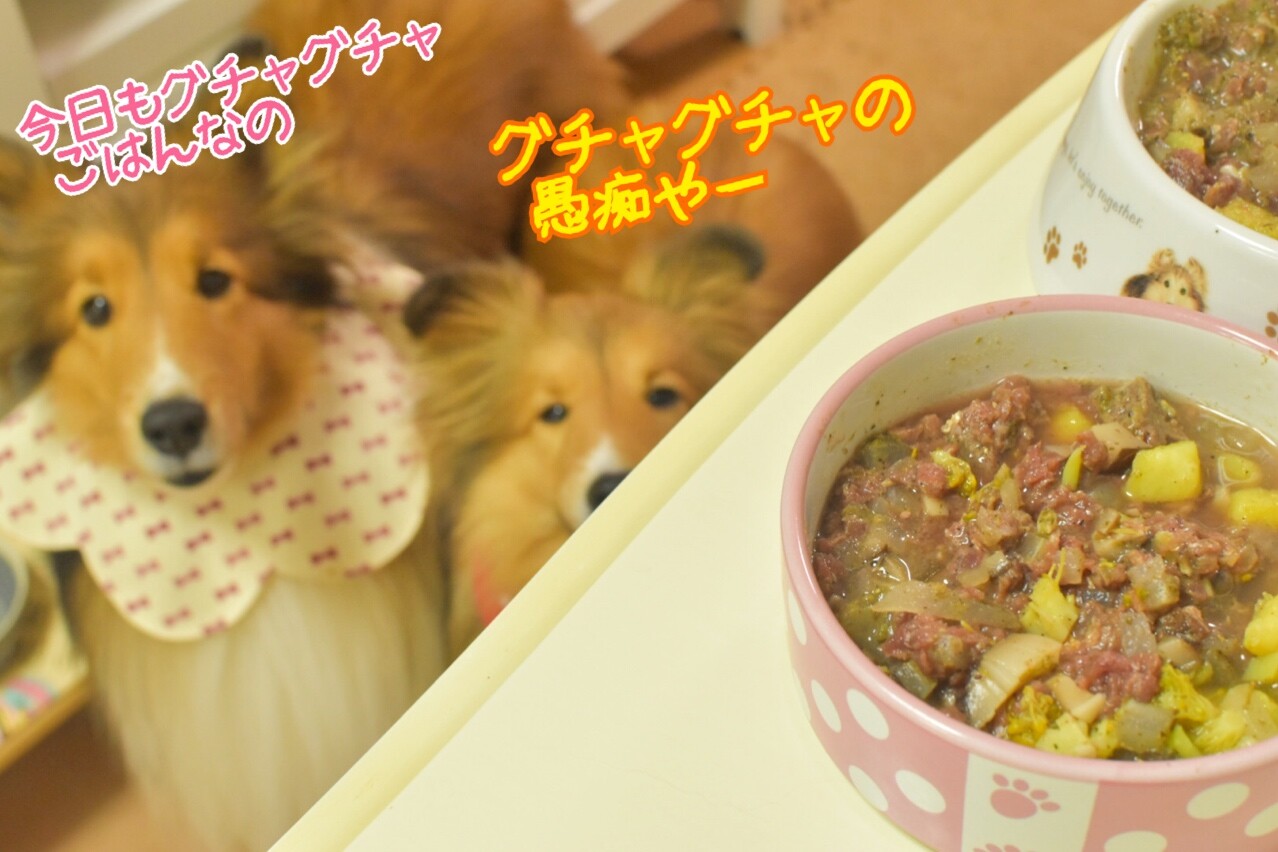 こむつむごはん カレー始めました う 今度はウコンだよ シェルティ こむっ こむつむごはん カレー始めました う 今度はウコンだよ シェルティ こむっ