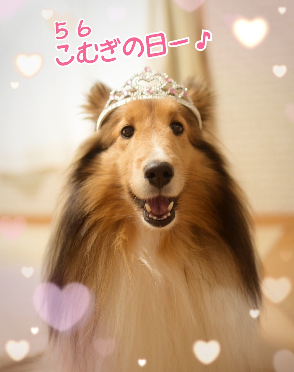 ５月６日はこむぎの日 雨ニモマケズこむぎのウチの子記念日 シェルティ こむっ