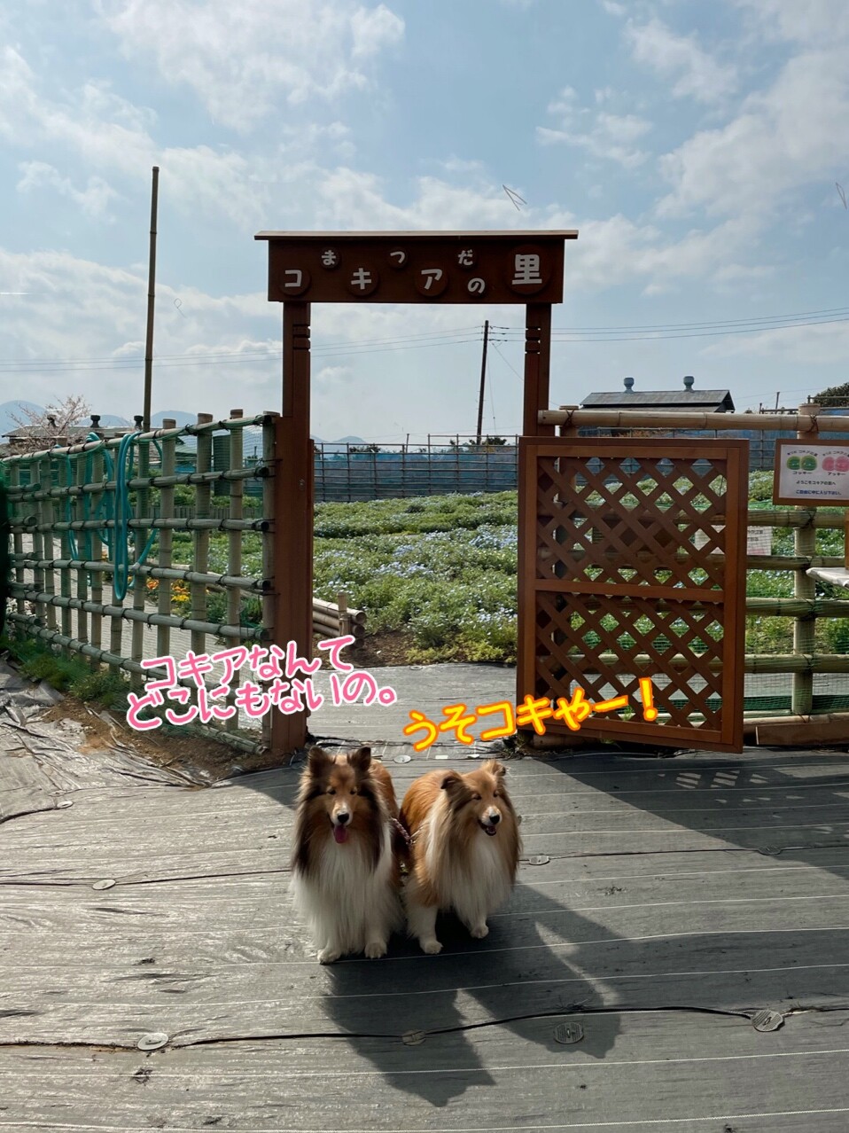 松田山ハーブガーデン コキアの里でネモフィラ咲いたよ カフェも完成したんだよ シェルティ こむっ