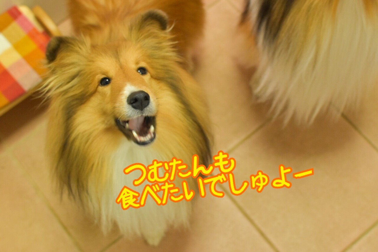 ワンコのコレステロール 中性脂肪を下げる 胆泥 肝炎 膵炎対策の強い味方 こむつむのごはんだよ シェルティ こむっ ワンコのコレステロール 中性脂肪を下げる 胆泥 肝炎 膵炎対策の強い味方 こむつむのごはんだよ シェルティ こむっ