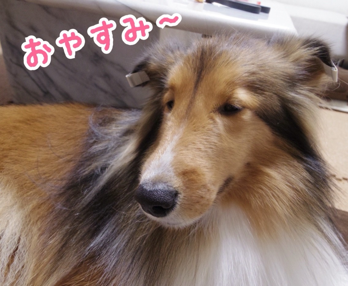 こむたんの お耳 シェルティ こむっ こむたんの お耳 シェルティ こむっ