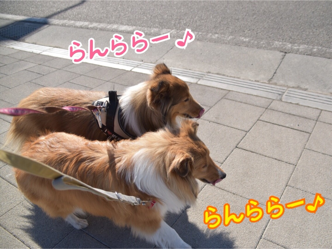 最近買ってよかったもの その1 引っ張り防止ハーネス シェルティ こむっ 最近買ってよかったもの その1 引っ張り防止ハーネス シェルティ こむっ