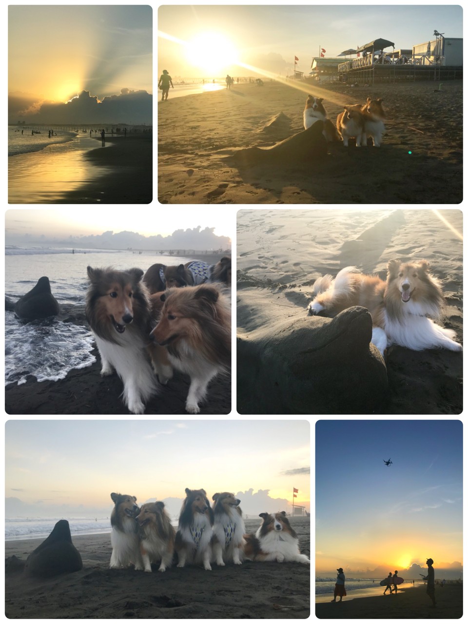 立地最高 リッチじゃなくても犬と泊まれる たんばらのお宿グリーンウッド 夜ごはんとか シェルティ こむっ 立地最高 リッチじゃなくても犬と泊まれる たんばらのお宿グリーンウッド 夜ごはんとか シェルティ こむっ