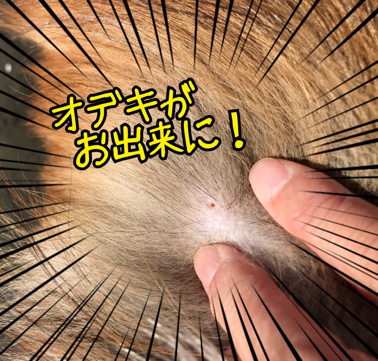 つむたんの秘密 その 爆誕 背中の爆弾 アテローム シェルティ こむっ