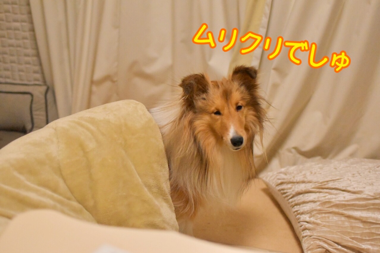 今だクリスマスとは驚くの イヴじゃないけどイヴの話 シェルティ こむっ