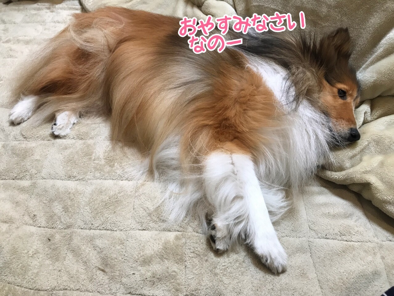 悲報 こむぎ捻挫 あー しまった その足また 犬が突然びっこをしていたら シェルティ こむっ