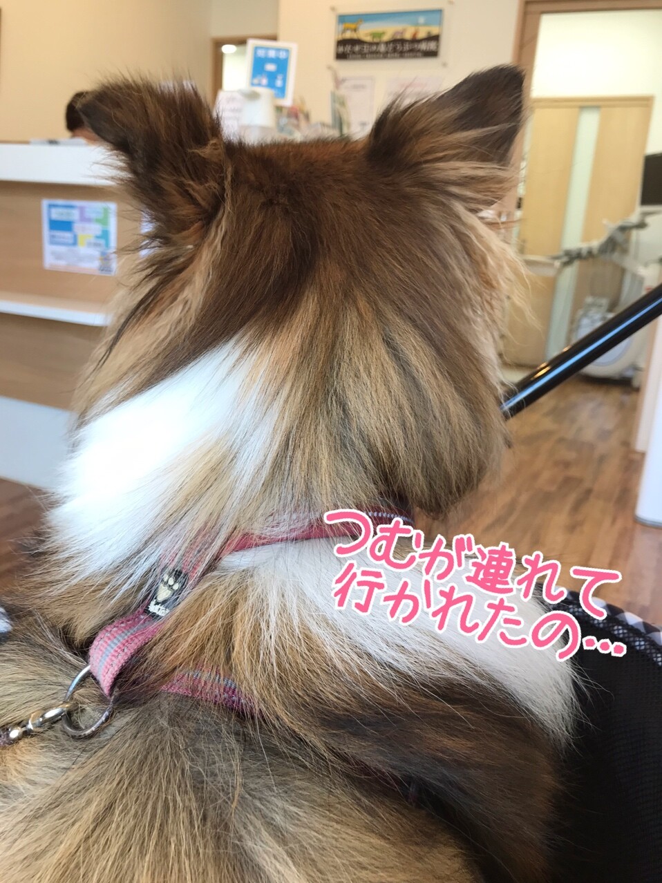 つむたん誤食 犬がｇ誘引駆除剤ブラックキャップを食べてしまったら シェルティ こむっ