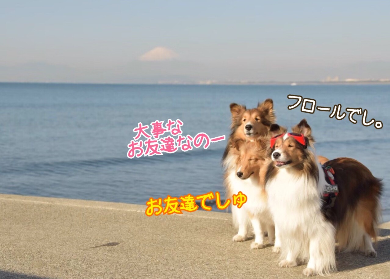 緊急 供血犬募集 東大阪市 シェルティ こむっ