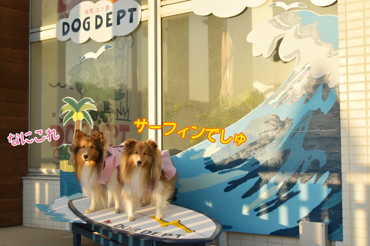 夕焼けランラン 新年最初のランはドッグデプトの屋上ラン シェルティ こむっ