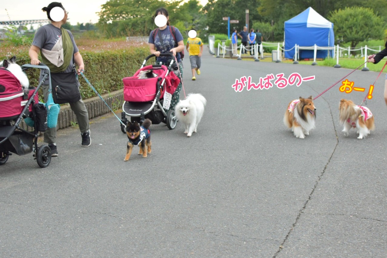 速報 ひたち海浜公園 コキアライトアップ始まったよ たった１０日間の開催だよ シェルティ こむっ