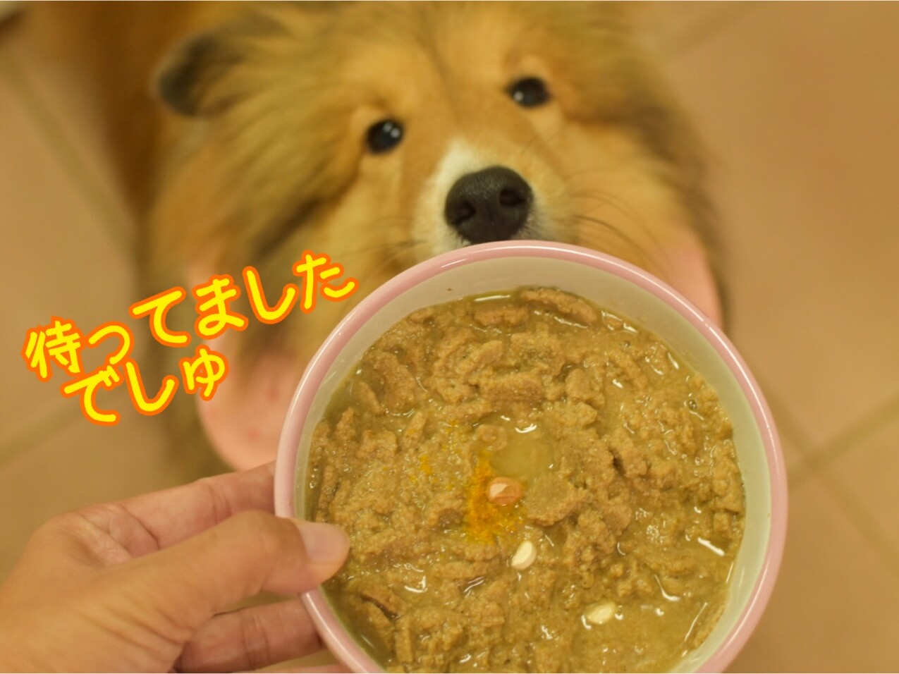 後世に残したい公正な話 抗生剤を残す つむぎさん シェルティ こむっ 後世に残したい公正な話 抗生剤を残す つむぎさん シェルティ こむっ